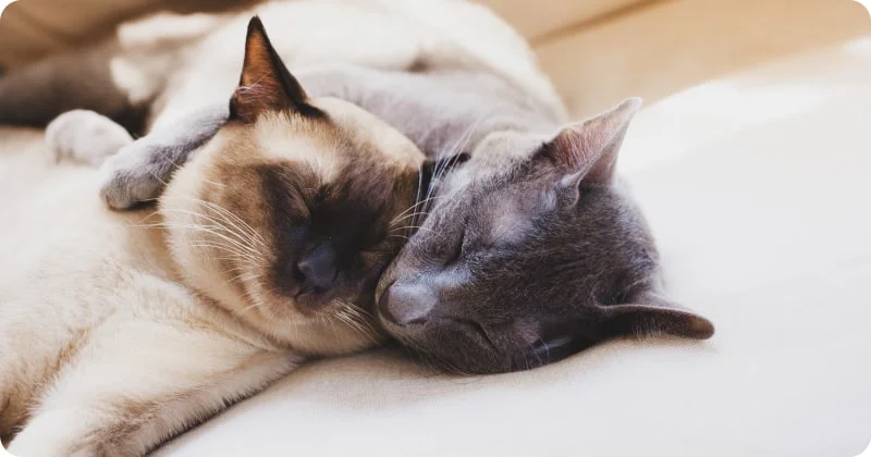 Фазы кошачьего сна
