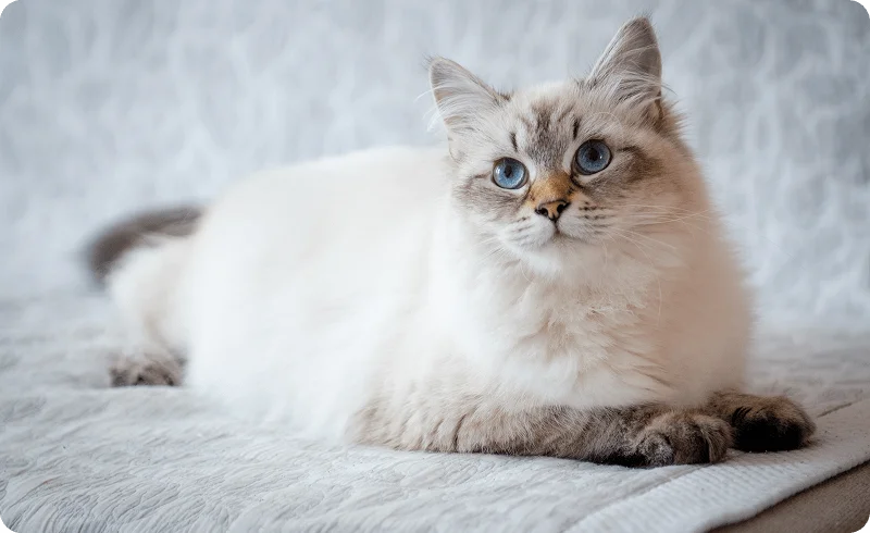 Невская маскарадная кошка