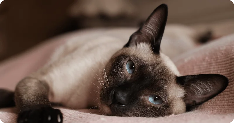 Сиамская кошка