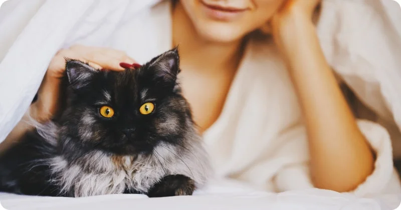 Поведение кошки