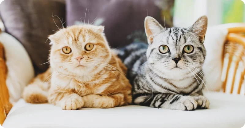 Шотландская вислоухая и британская кошки