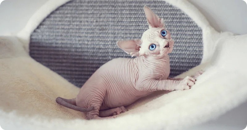 Котенок сфинкса