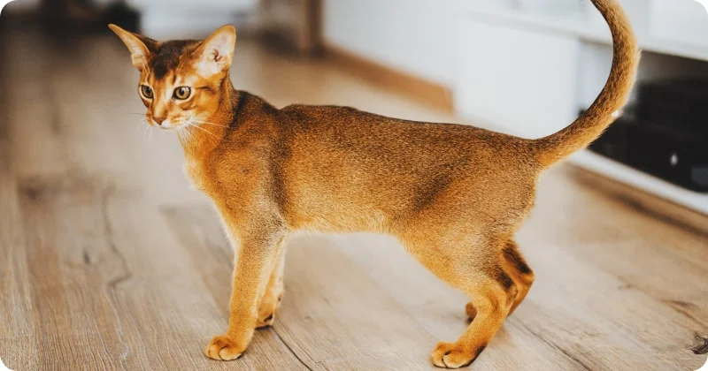 Абиссинская кошка