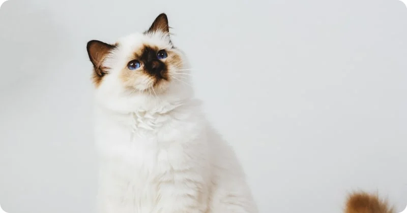 Бирманская кошка