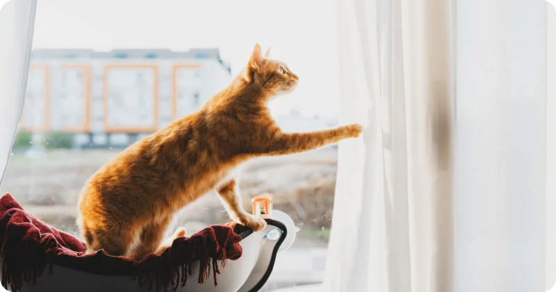 Интерес кошек к занавескам