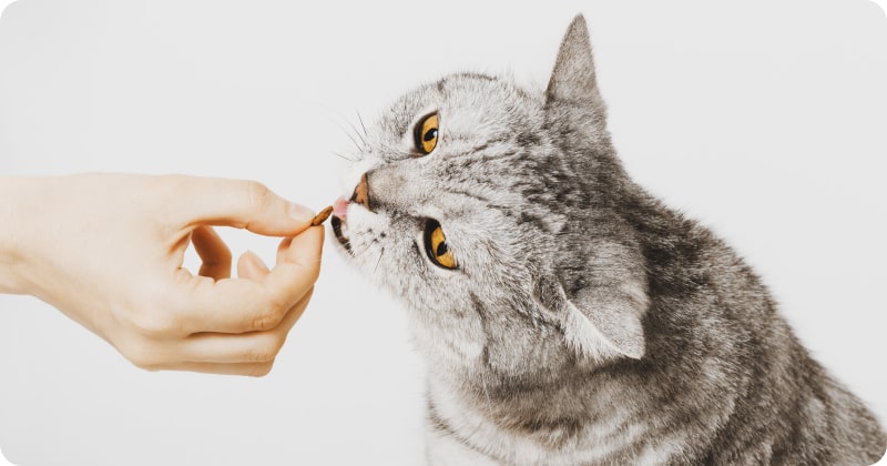 Лакомство для кошки