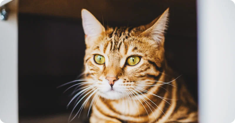 Свечение кошачьих глаз