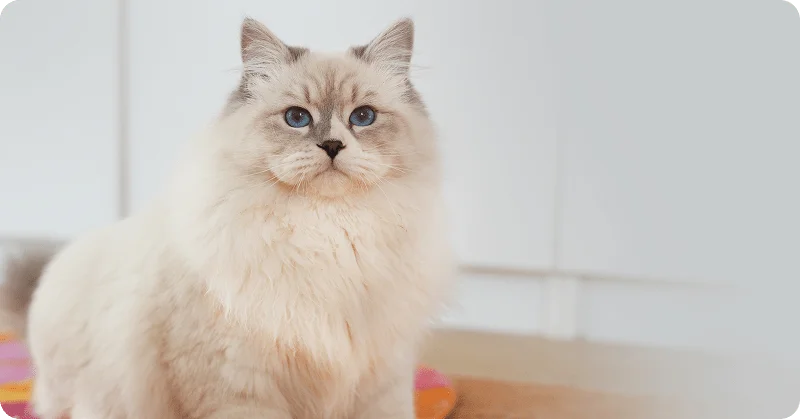 Невская маскарадная кошка
