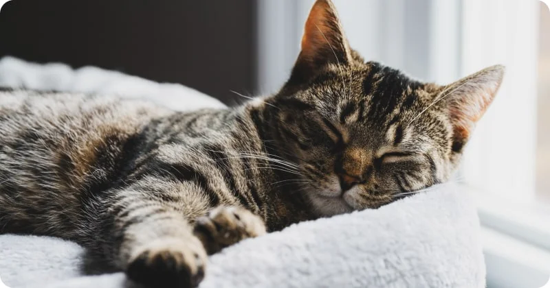 Влияние снов на поведение и здоровье кошки