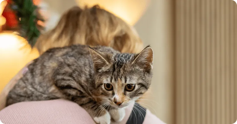Кошка прыгает на спину