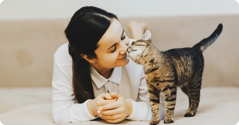 Зачем кошки бодаются головой?