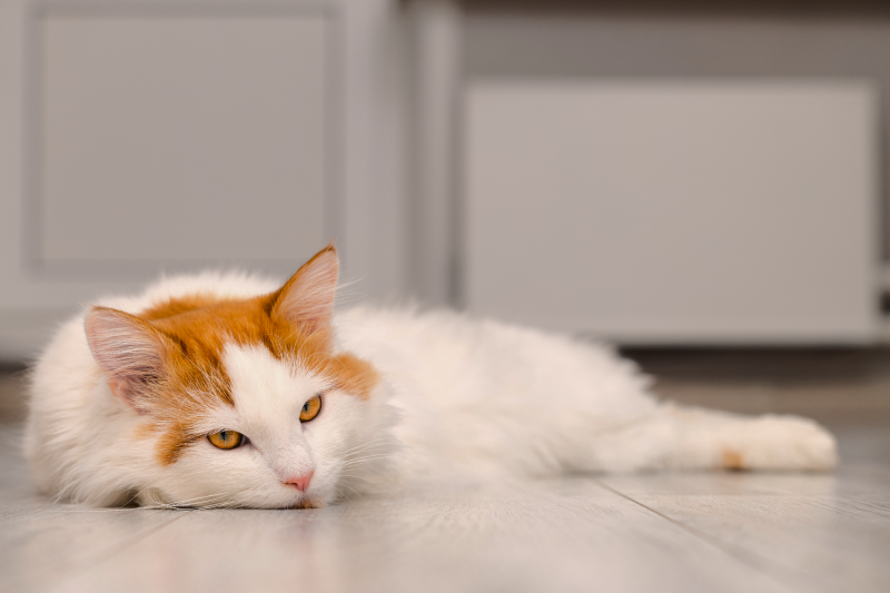 Кошке жарко 