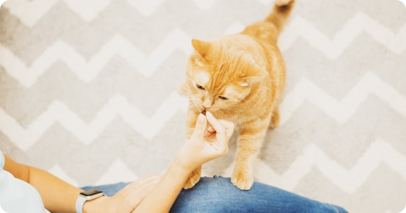 Лакомство для кошки