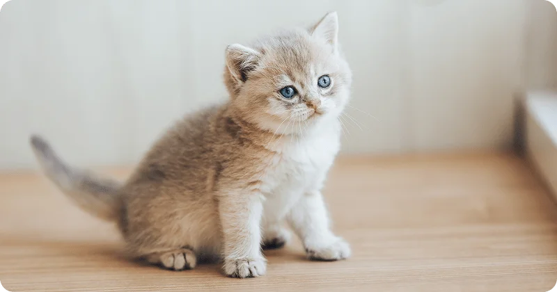 Приучаем котенка к новому дому