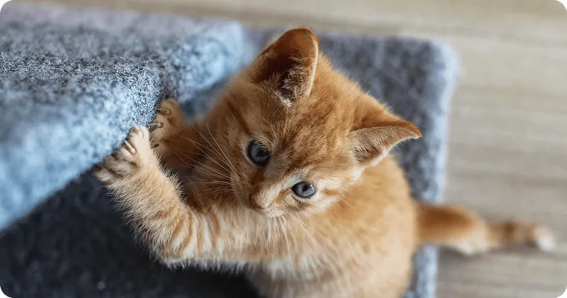 Котенок играет с хозяином
