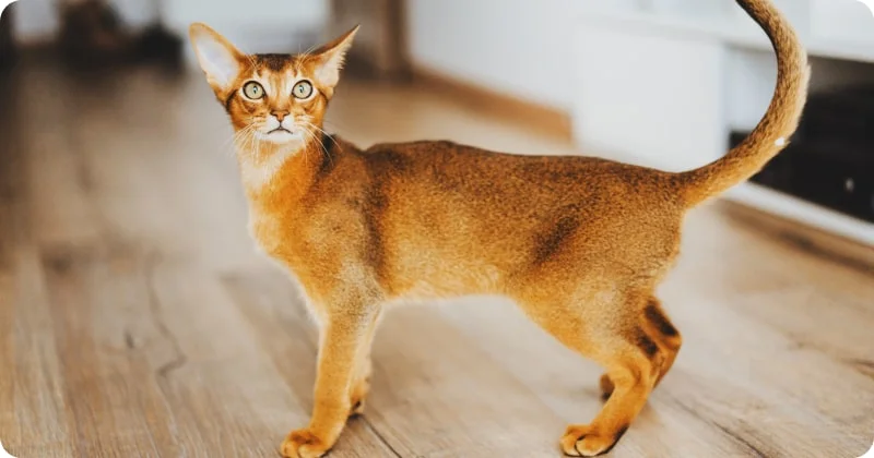 Кошки падают на лапы