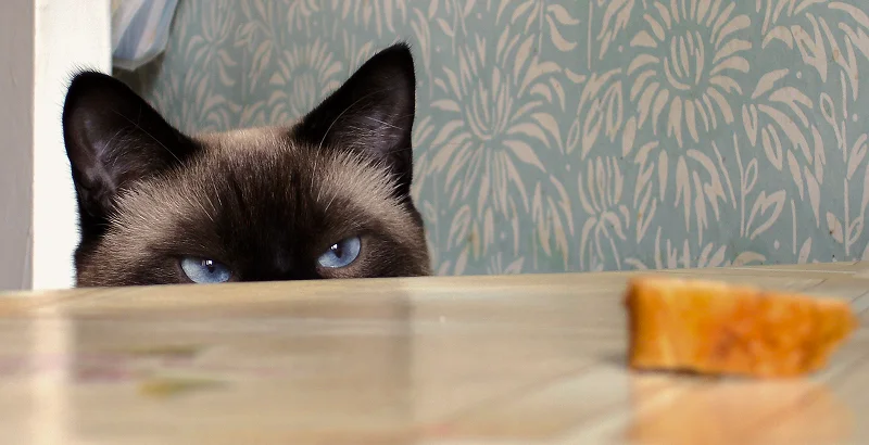 Кошка и хлеб