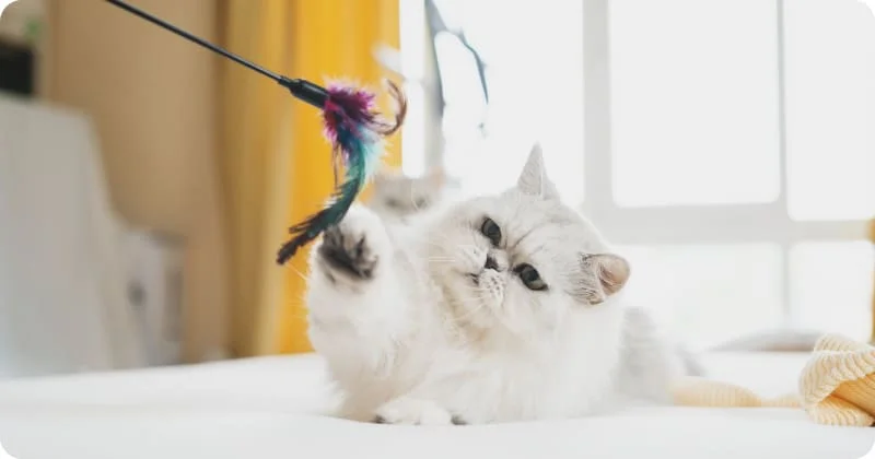 Игры с кошкой