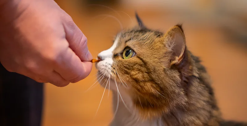 Лакомства для кошек