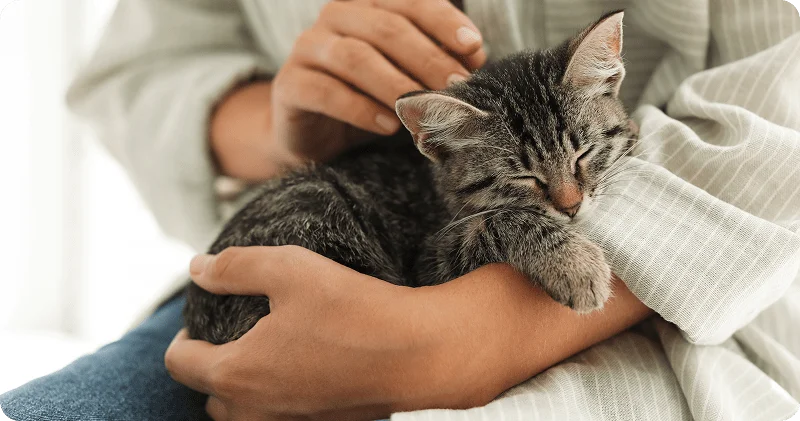 Как приучить котенка к рукам?