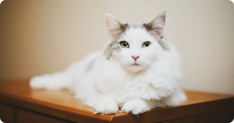 Высота безопасного и опасного падения