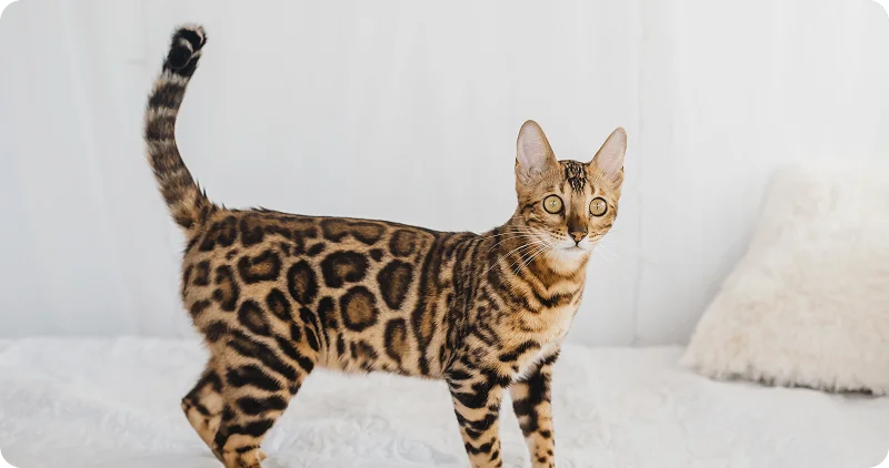 Бенгальская кошка