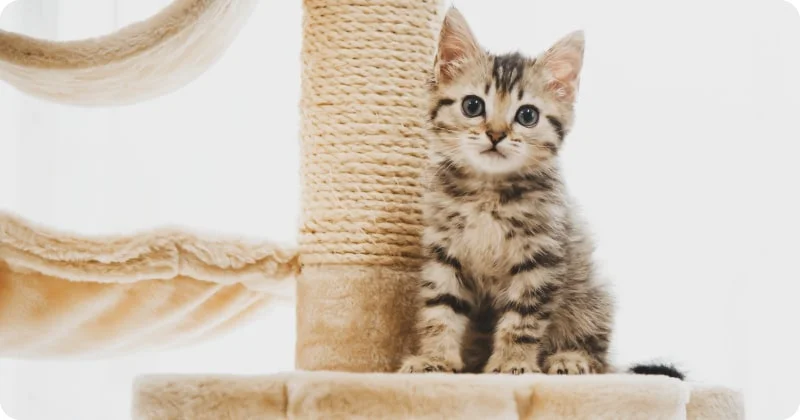 Когтеточка для котенка