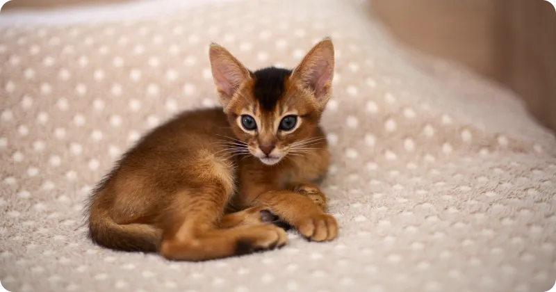 Приучение котенка к корму