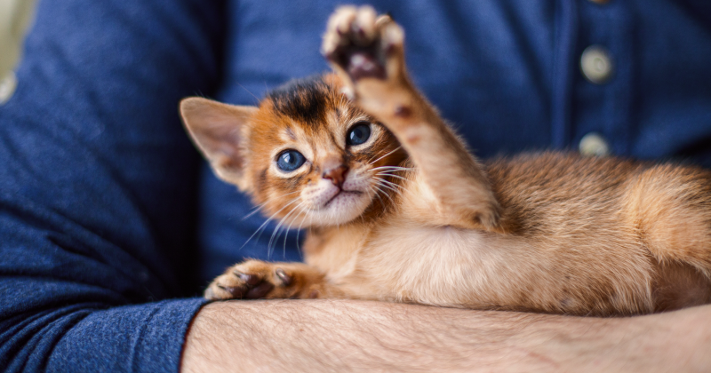 Приучение котенка к стрижке когтей