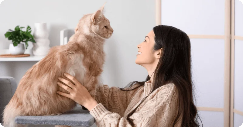 Приучение к когтеточке