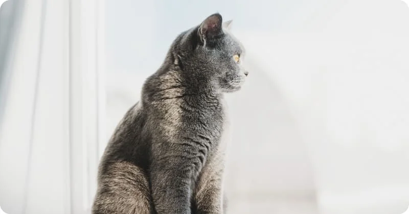 Безопасность окон и балконов для кошки