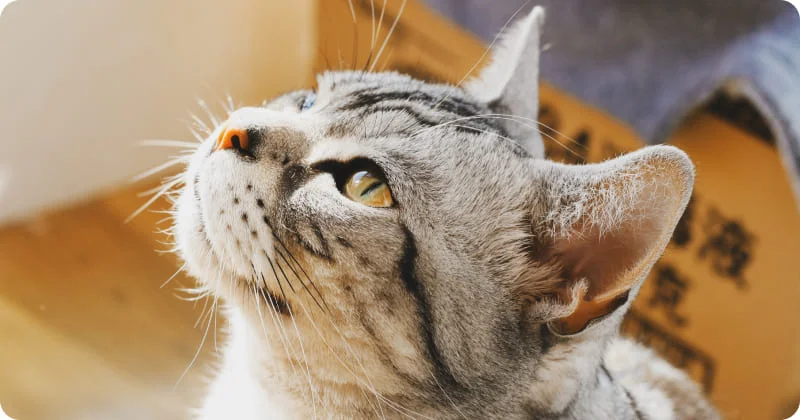 Обоняние кошек