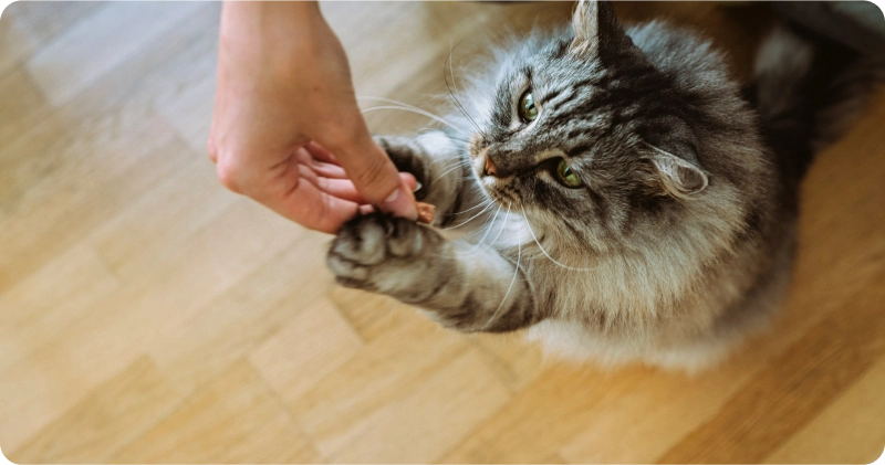 Лакомство с кошачьей мятой