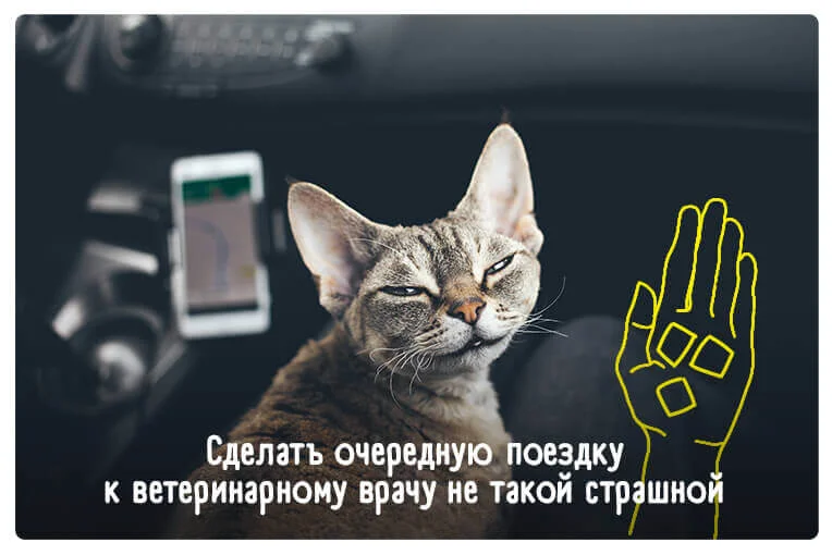 Сделать очередную поездку к ветеринарному врачу не такой страшной