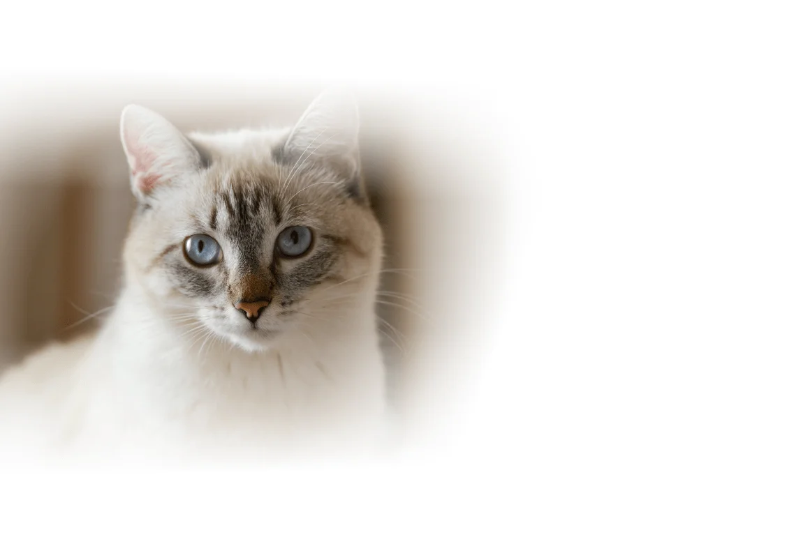 Мята для кошек