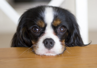 Что нельзя давать собакам из продуктов?