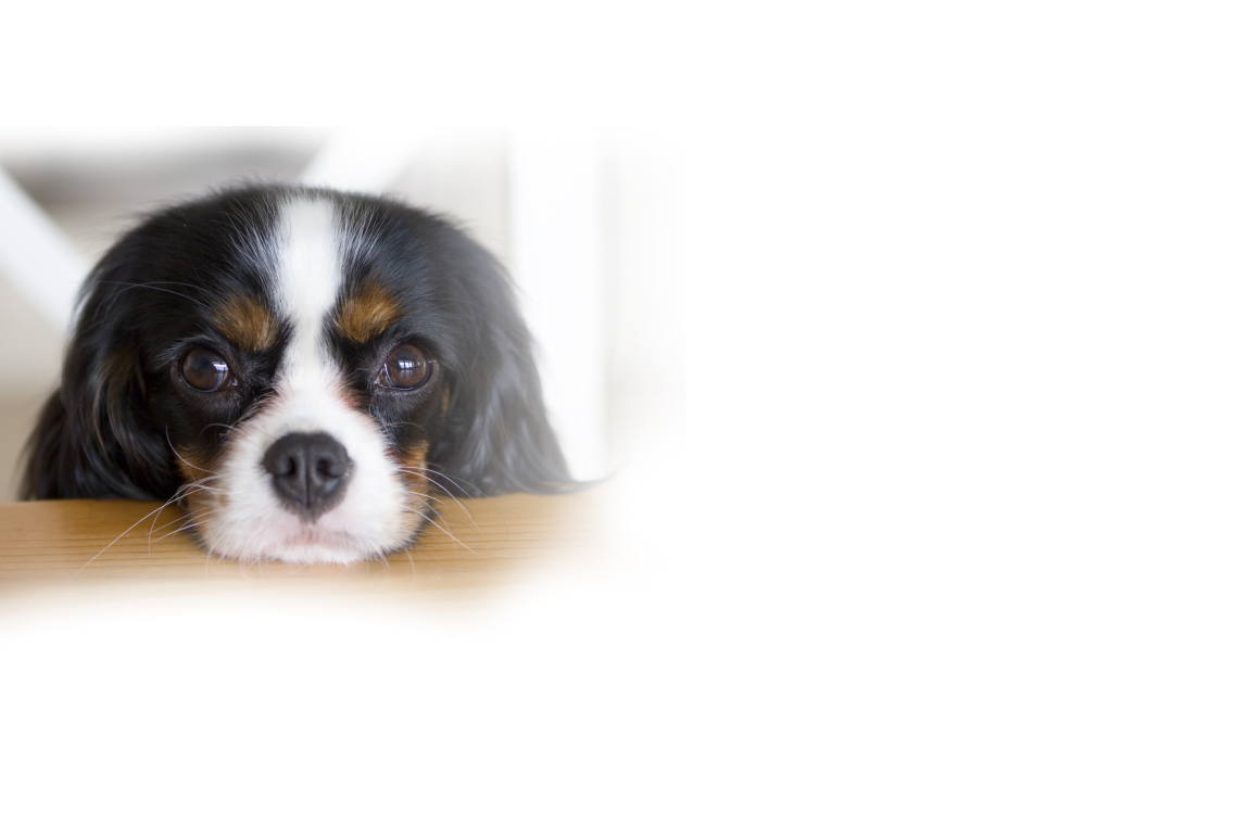 Что нельзя давать собакам из продуктов?