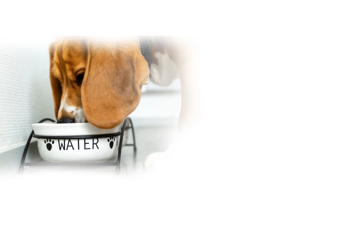Что делать при обезвоживании у собаки?