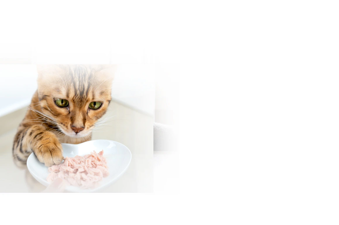 Можно ли кошке сырое мясо?