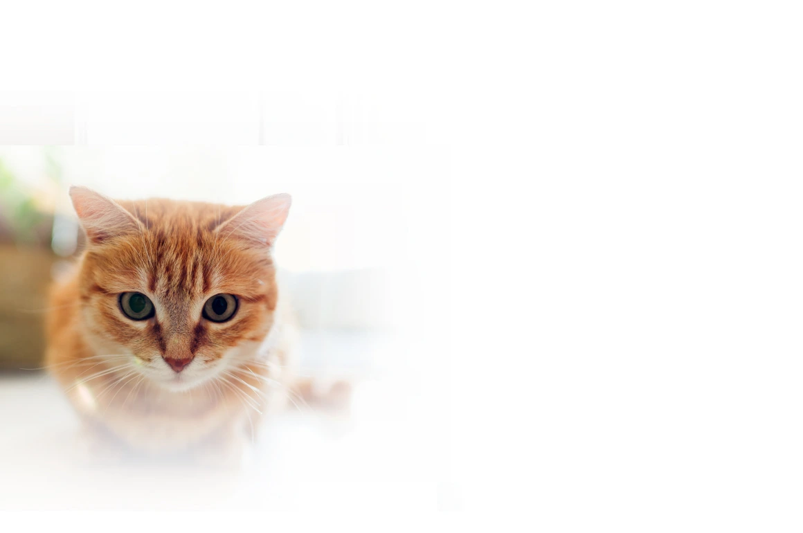 Гастрит у кошек