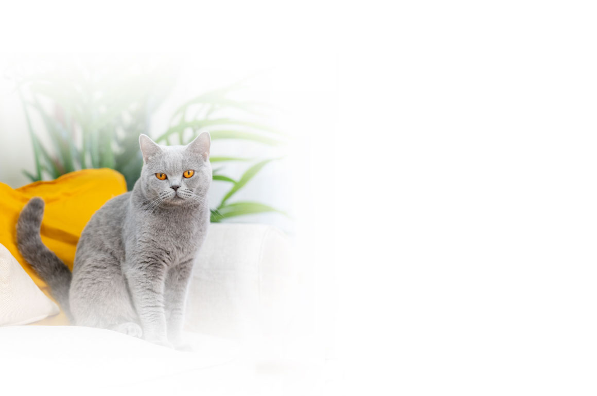 Как подготовить кошку к переезду?