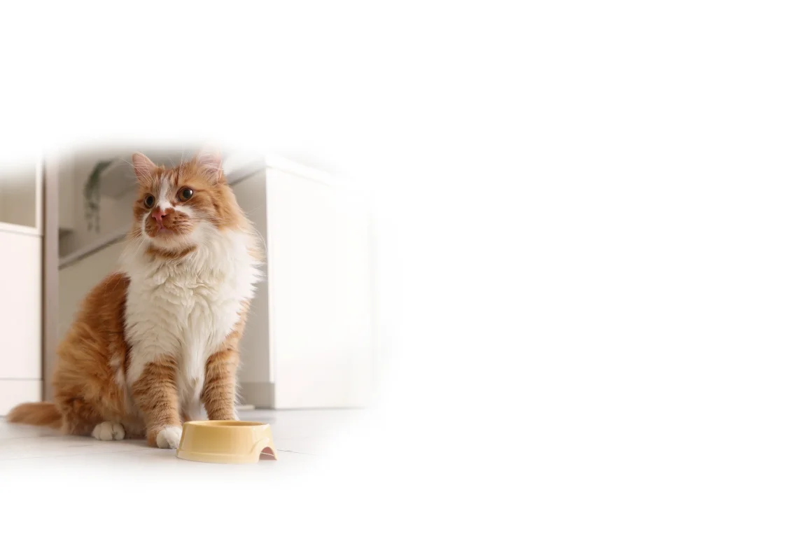 Как читать состав корма для кошек?