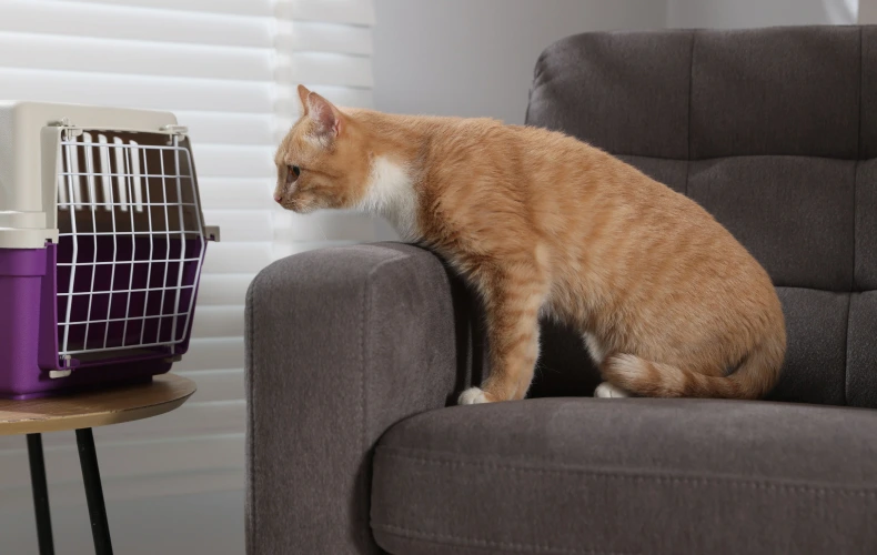 Приучение кошки к переноске