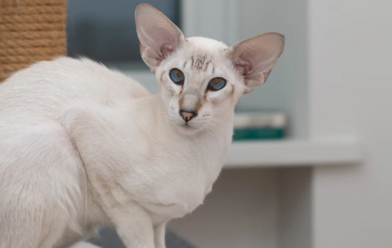 Породы кошек, подверженные гастриту