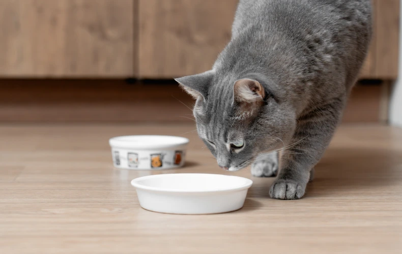 Кошка не ест после переезда