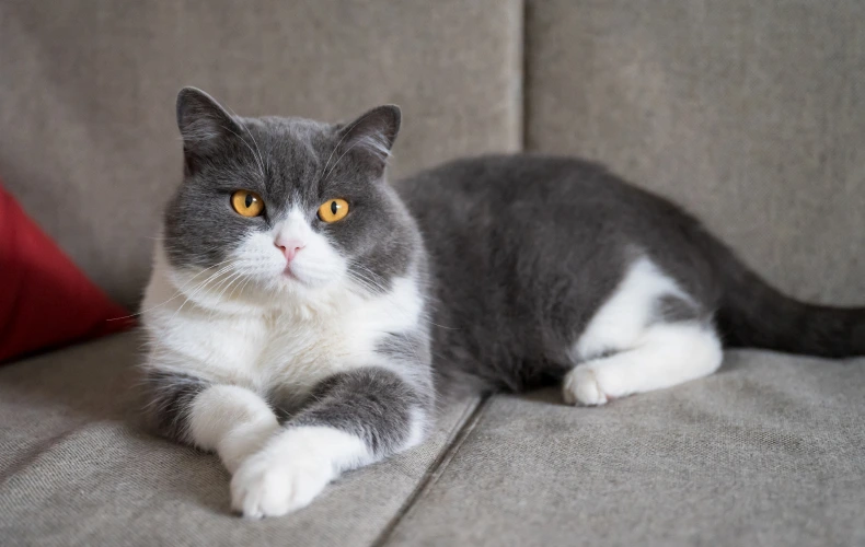 Диагностика гастрита у кошек