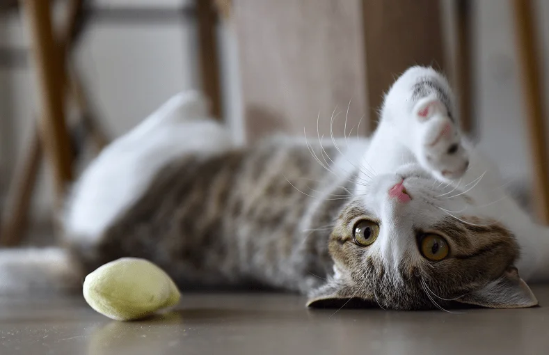 Действие котовника на кошку