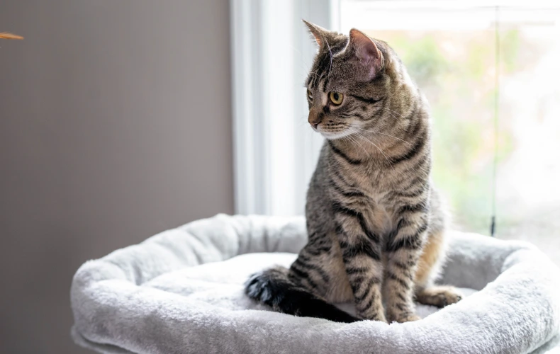 Адаптация кошки в новом доме