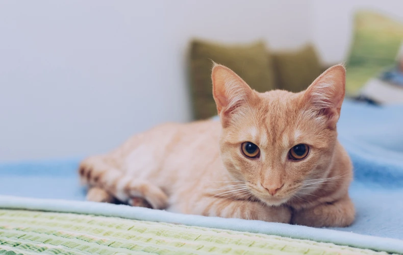 Лечение гастрита у кошек