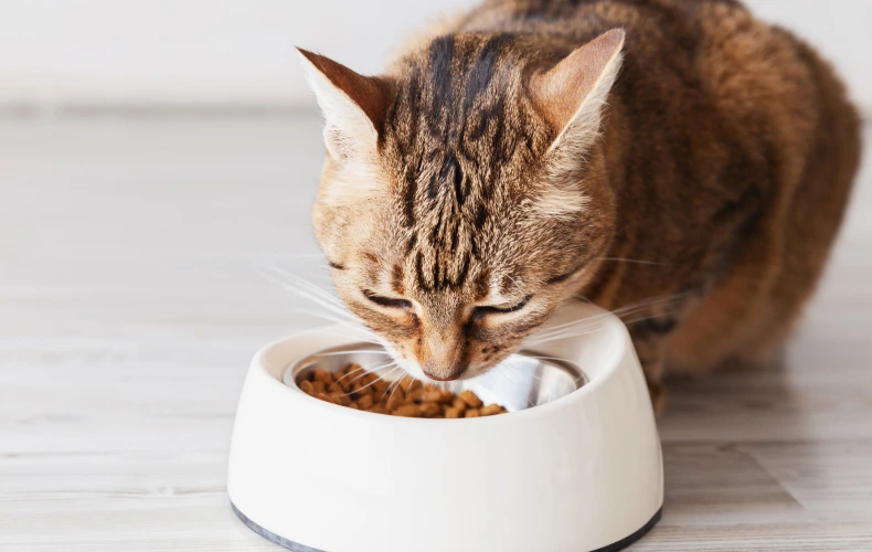 Когда нужно измерять температуру кошкам?